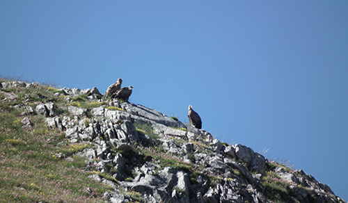 avistamiento-aves-babia NOCHEVIEJA EN BABIA
